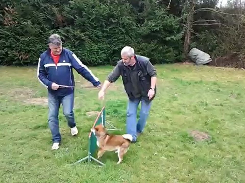 Agility 2