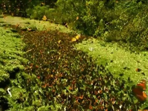 El vuelo de las mariposas | Poema de Lolo Morales