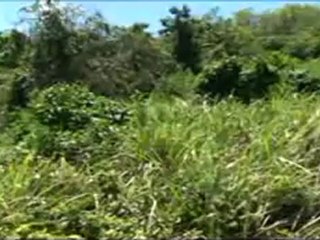 Ocean View Land Sale Fajardo Puerto Rico Terrenos Venta