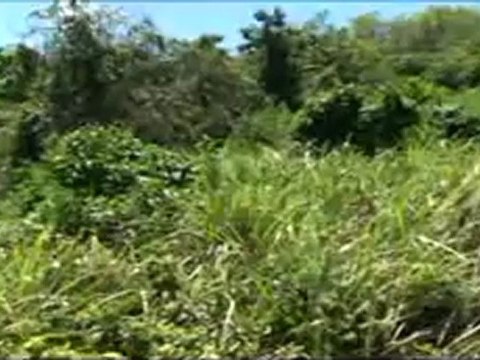 Ocean View Land Sale Fajardo Puerto Rico Terrenos Venta