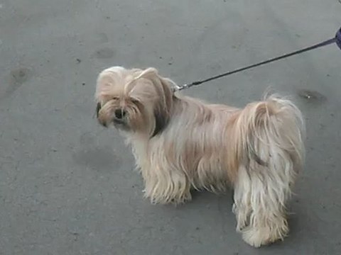 Lhassa Apso