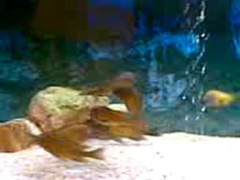 F0 Tropheus Red Rainbow