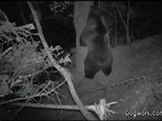 What Really Happens In The Woods At Night