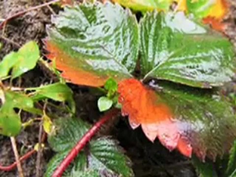 Sezen ÇIN Eylül akşamları