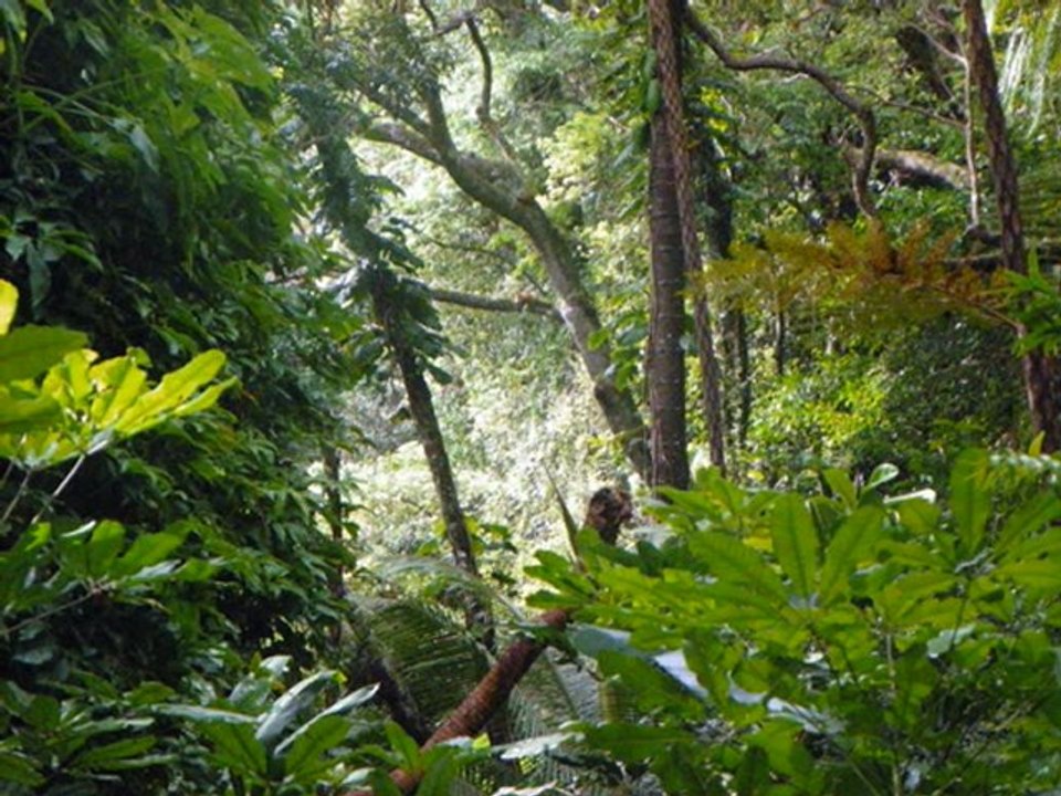 ILE DES PINS FILM 2_0001