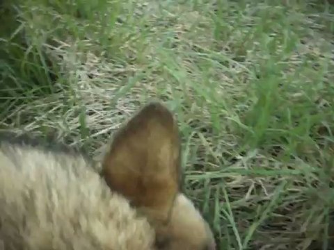 Loup Tchèque éducation