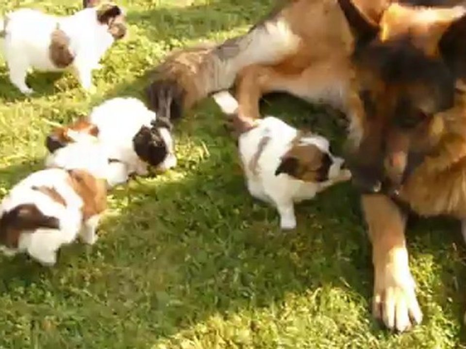 Les-Jolis-Morphos-Chiots-Papillon-2012