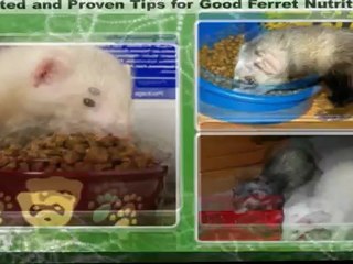 Ferret Care Owners Guide Mini Course