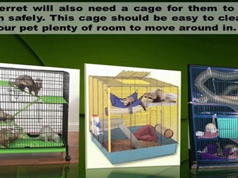 Ferret Care Information