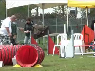 Rottweiler - Balzac 1er concours d'agility (Arnas)