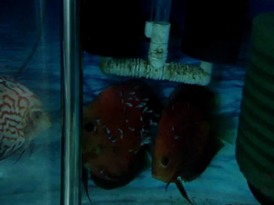 discus 9. gün