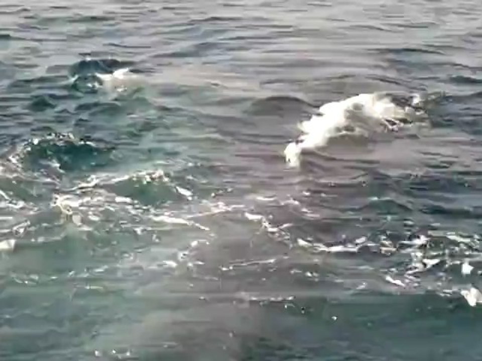 Baleine entre Marseille et le Frioul !