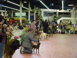 Guidelle Bis jeune  3 ième   CACIB Angers 2012