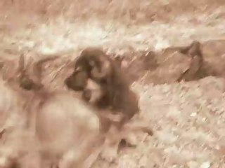 chiot 6 semaines 024