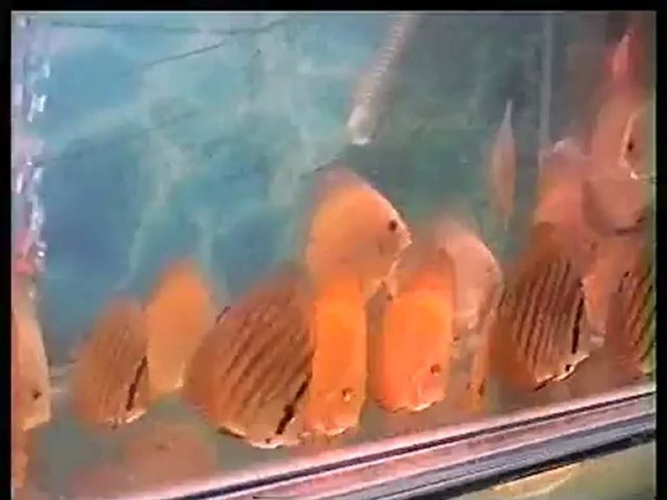 DVDClip2 Onur ABACIK Red Whıte Red Melon yavruları