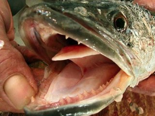 Fishermen Offered Bounty for "Fish from Hell"