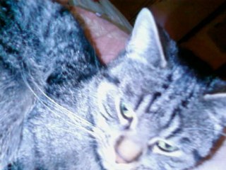 Mon 1er petit bonheur      Sensy