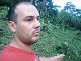 CULTIVO DE LULO CON SRONG BILLOW