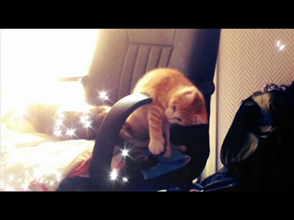 Kyubi, l'ange parti trop tôt