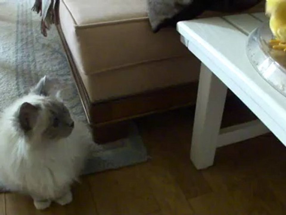 YOTA ET LA DECOUVERT D'UN PETIT POUSSIN