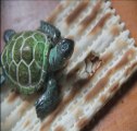 Ma tortue a voulu faire Pessah