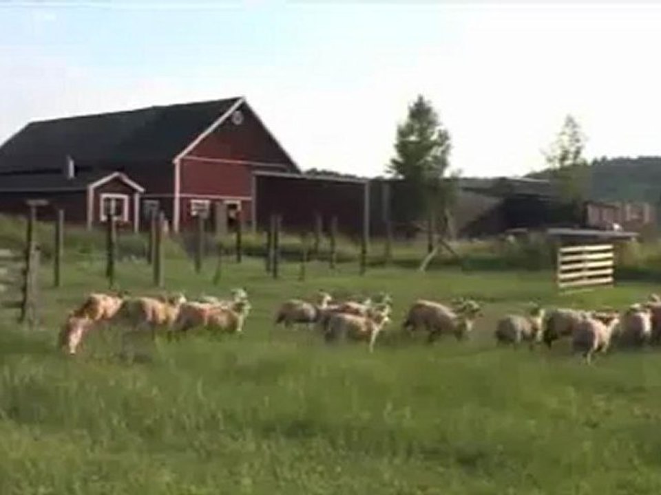 Австралийский хилер пасет овец
