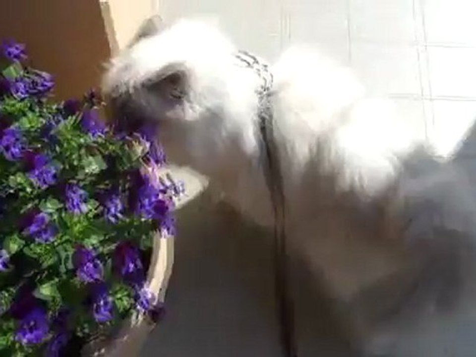 Le printemps  et Yota