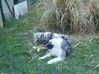 Bébés de Vick et Dgyn , septième semaine !!!!!