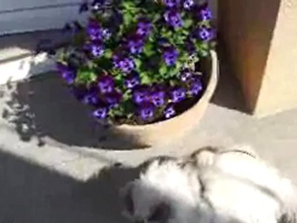 Première longue sortie sur le balcon Yota apprécie le soleil