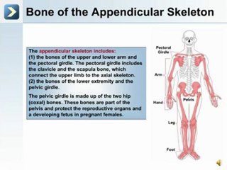 The Skeletal System 2 - What is Appendicular Skeleton