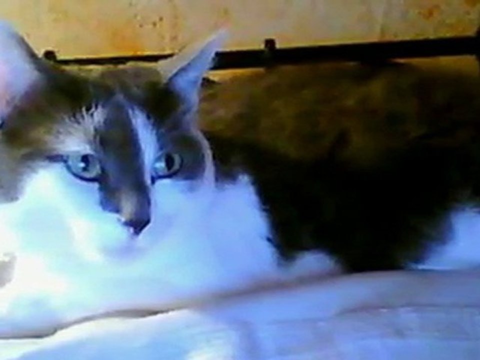 Le Sud - Avec la la participation de Mizzy DF