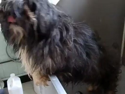 toilettage d'un shih-tzu avant son toilettage , venut pour une tonte totale