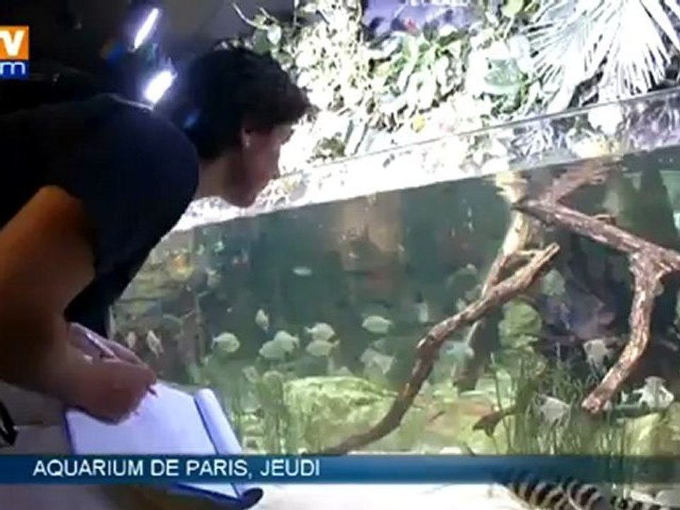 JO de Londres : Céline Bezault, archère et aquariologiste