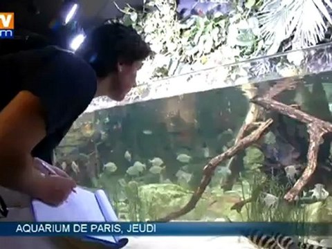 JO de Londres : Céline Bezault, archère et aquariologiste