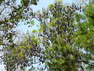 Sri Lanka, Chauves souris à Kandy jardin botanique