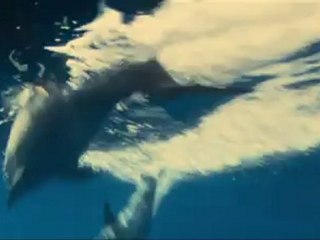 OCEANS - Bande-annonce VF