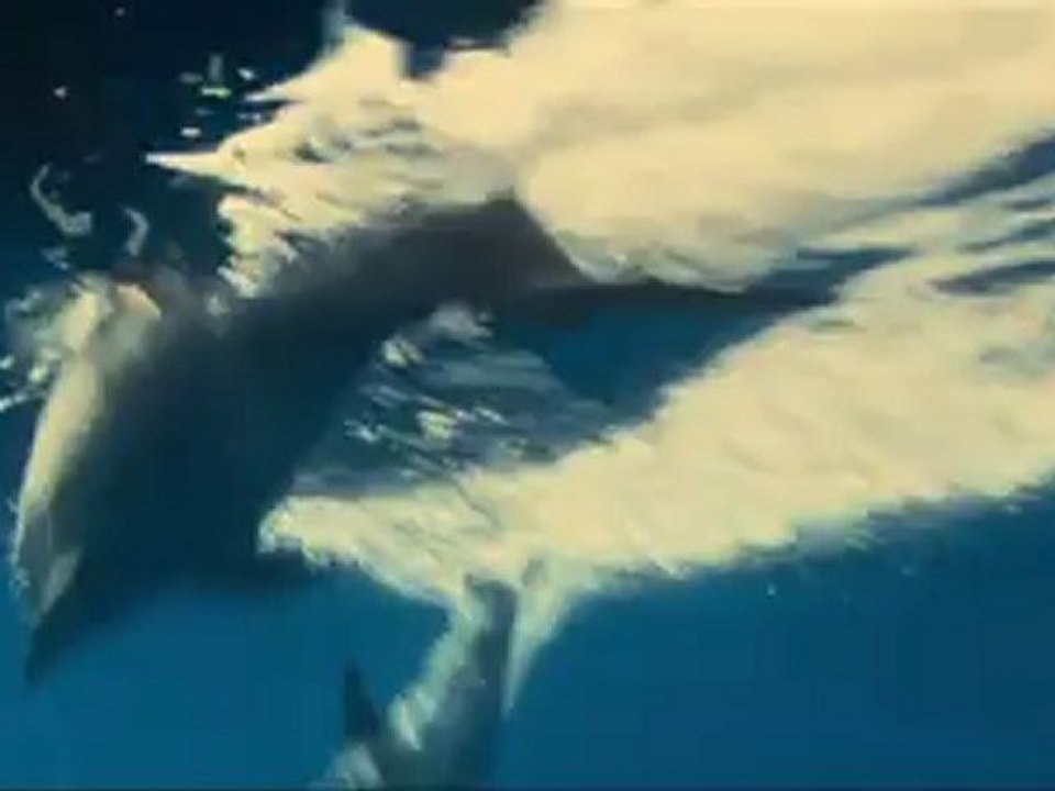 OCEANS - Bande-annonce VF