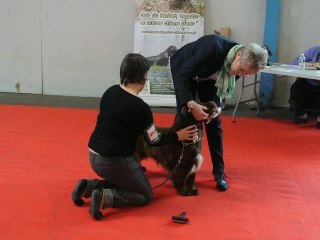 Banjo CACIB Montluçon