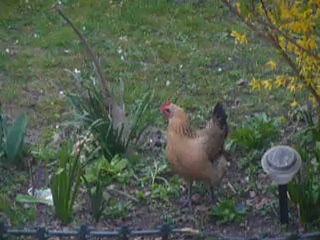 Les aventures de dame poule en Pâques (3-5)