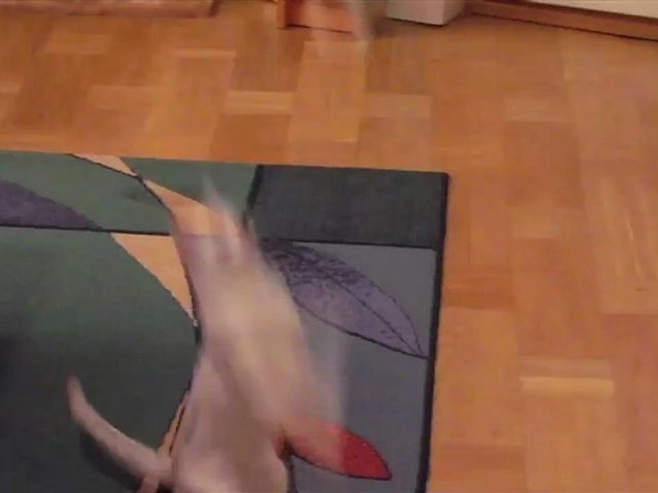 Gulliga Burmillor, katter och kattungar - Burmilla uppfödare säljer kattungar