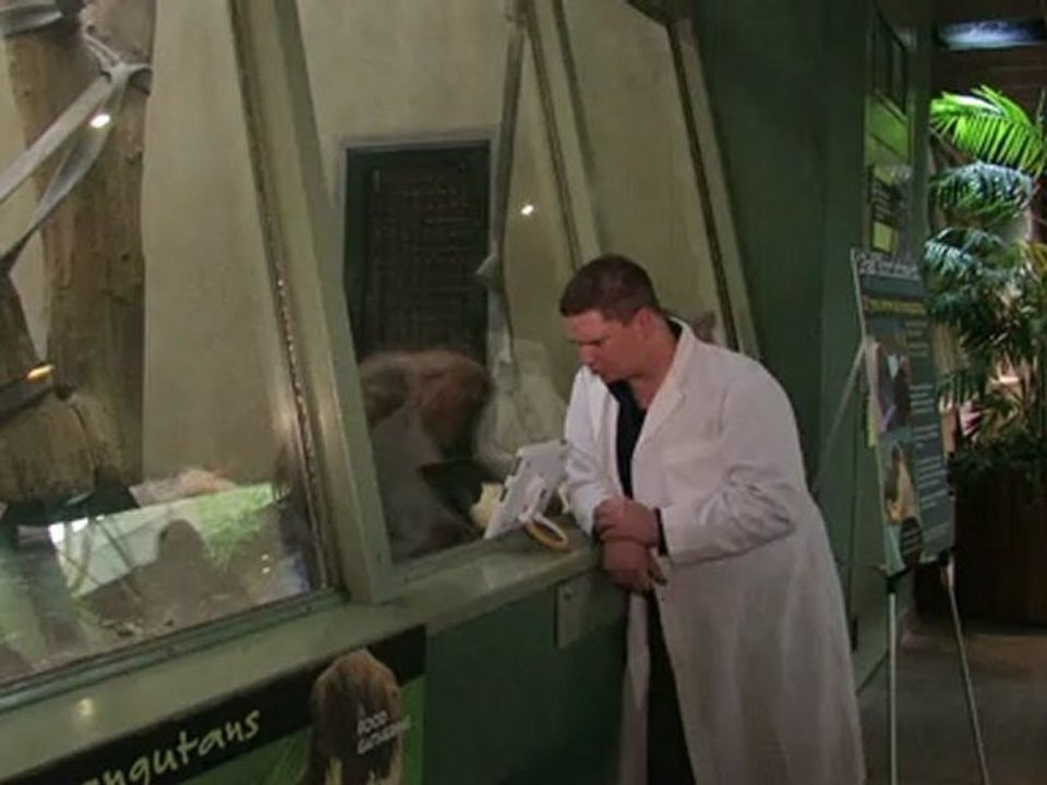 iPads faszinieren Orang-Utans