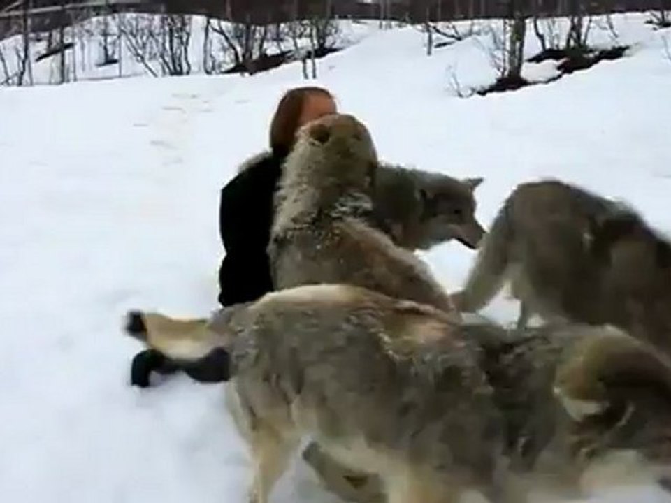 Retrouvailles entre Anita et les loups