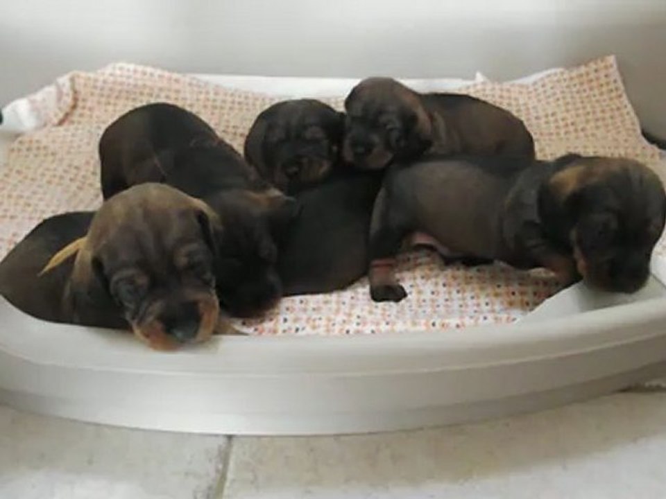 Chiots a 3 semeines