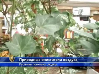 Очищать воздух в помещениях помогают растения