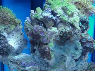 ЗООВЕТЭКСПО 2012 10-12 апреля 2012 года