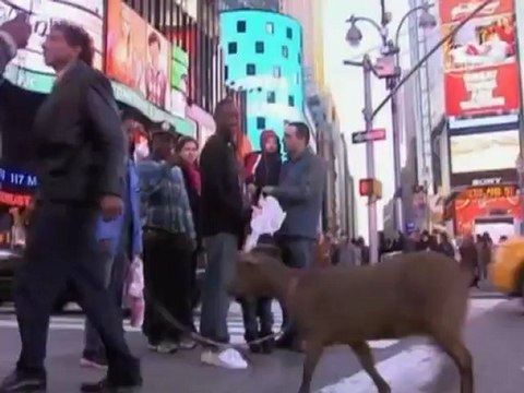 Коза путешествует по Нью-Йорку