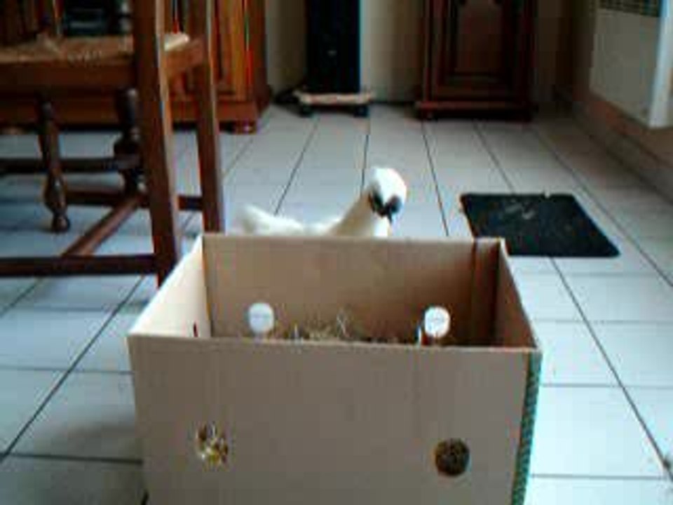 PUCE ET SON PANIER