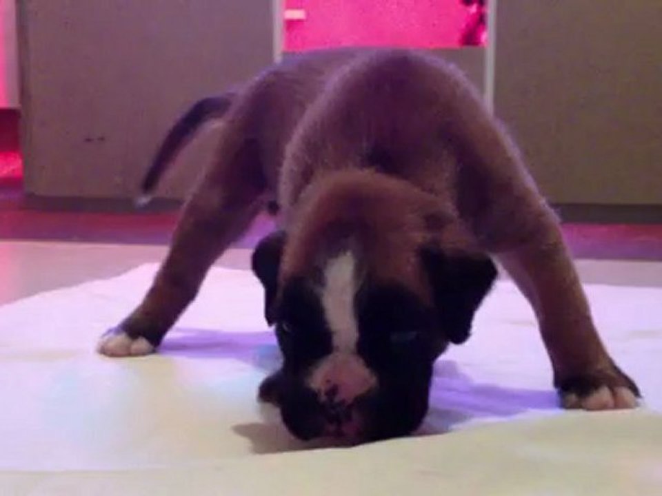 Héclipse à 3 semaines