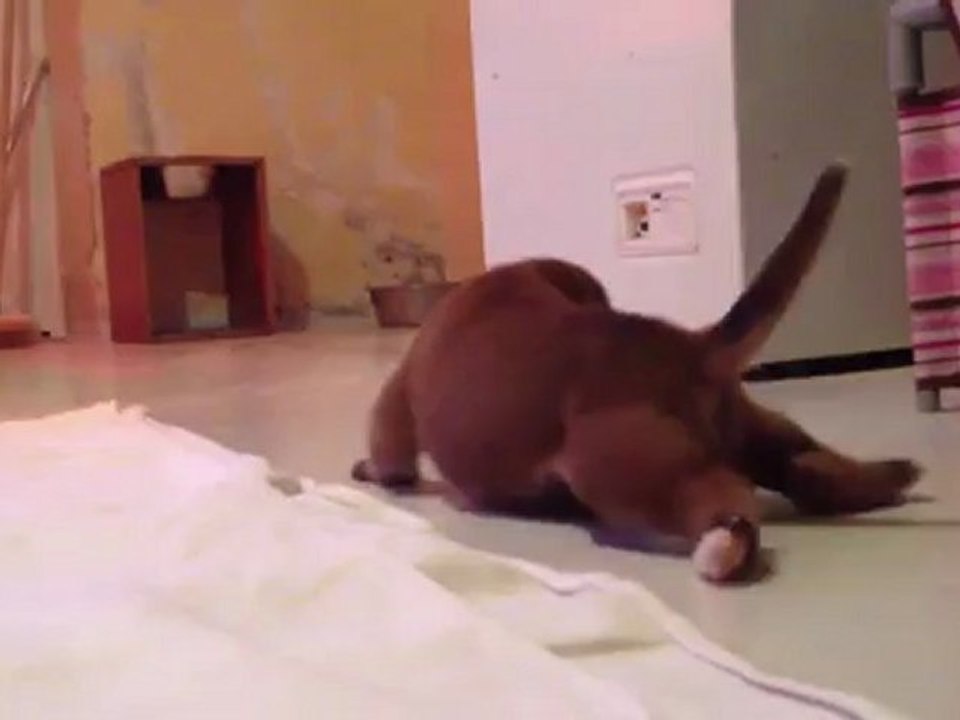 Héclipse à 3 semaines