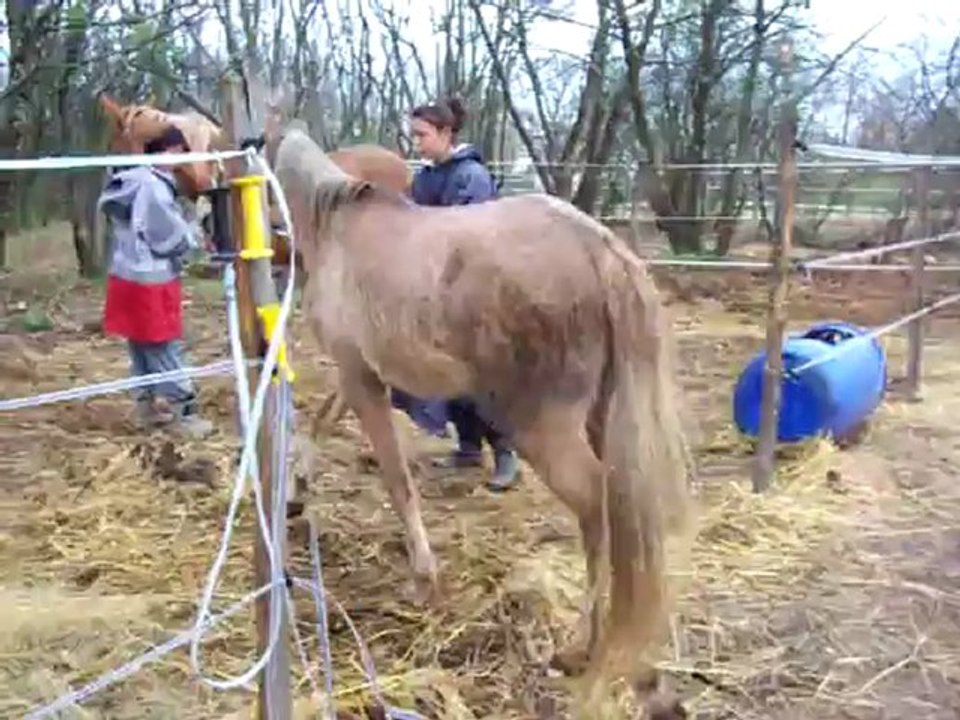 poulain2-10-04-2012 013